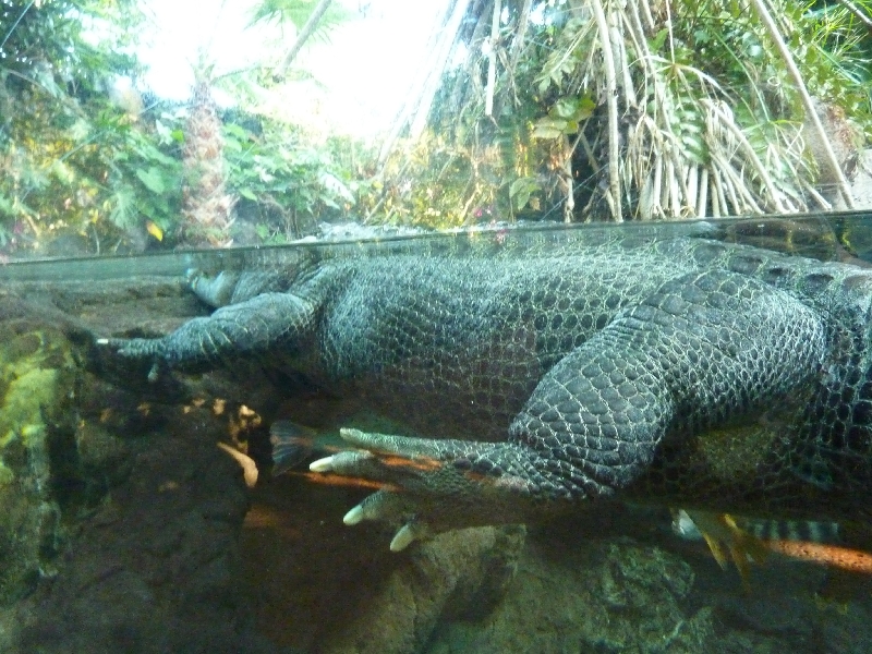 aligator_0