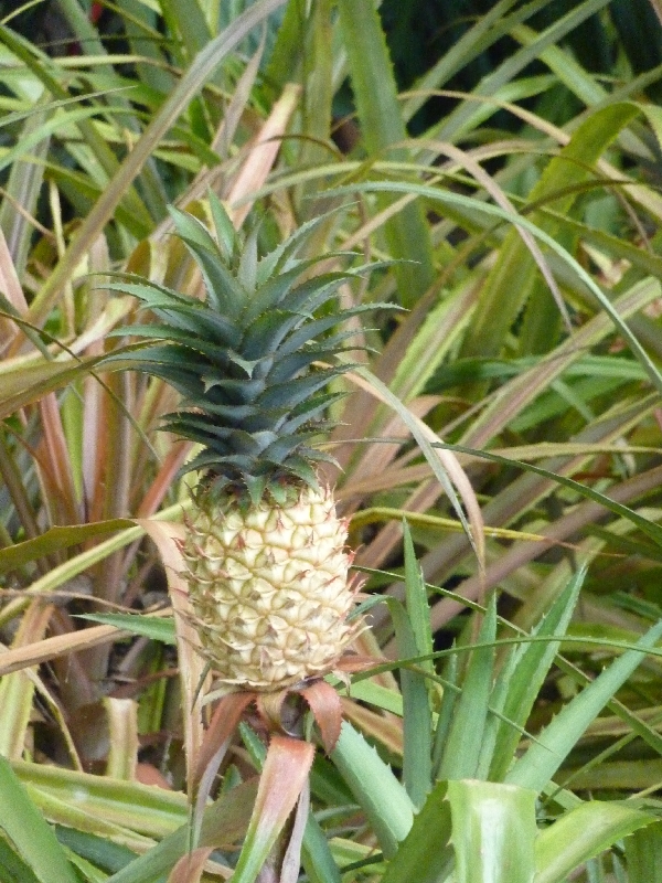 ananas-pflanze_0