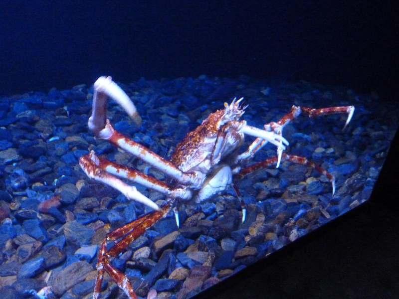 mega-krabbe