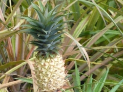 ananas-pflanze_0