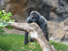gorillas