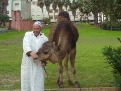 zwei-kamele